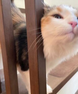 Chappy(チャッピー)
ノルウェージャンフォレストキャット