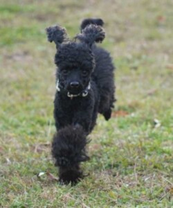 こつぶ
トイプードル