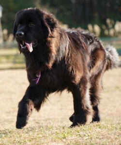 DON(ドン)
ニューファンドランド