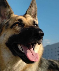 TODD(トッド)
ジャーマンシェパードドッグ