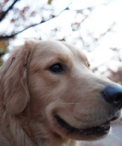 TIE(タイ)
ゴールデンレトリバー