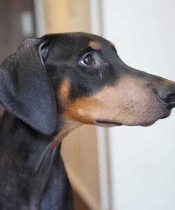 Buddy(バディー)
ドーベルマン