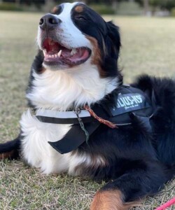 BOBO(ボボ)
バーニーズマウンテンドッグ